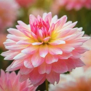 Meet your Posher, Kenna